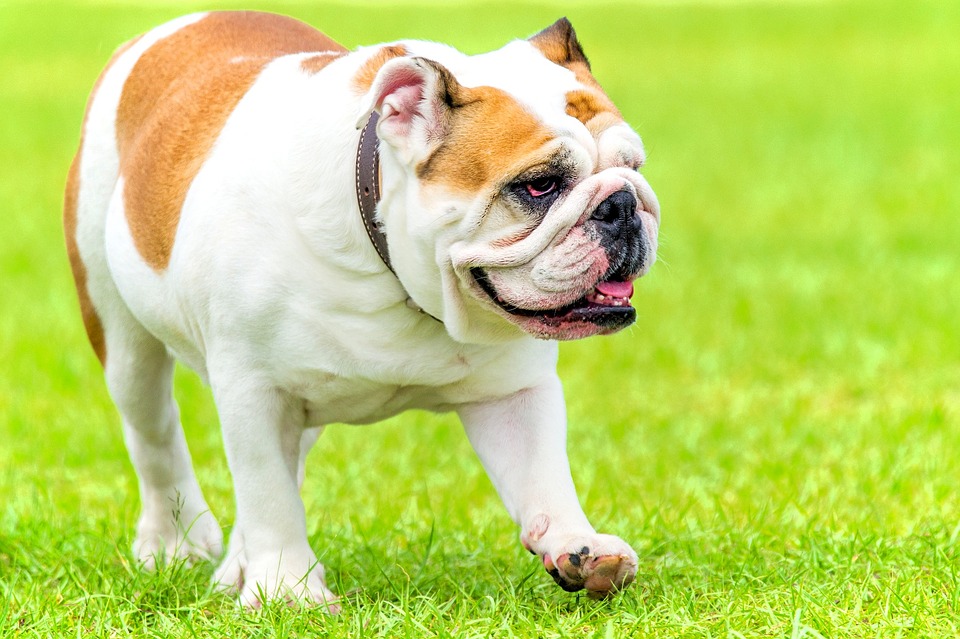 Le Bulldog Anglais - Caractère, Prix, Santé, Alimentation - Matoo